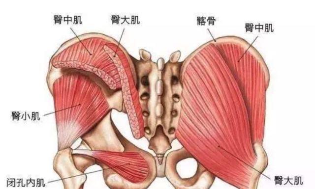 巴西健身美女1张“极致美臀”照红遍网络3个动作激活臀大肌(图6)