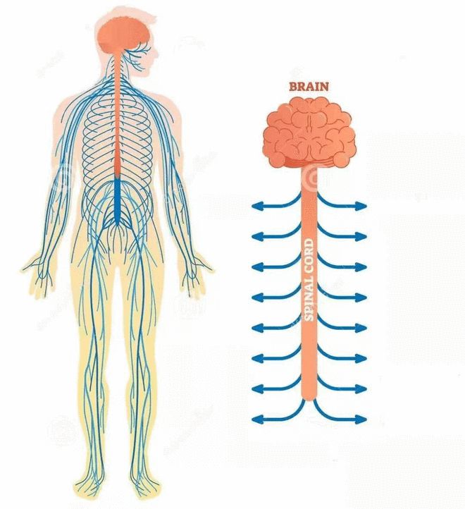 6个简单的瑜伽体式灵活脊柱越活越年轻(动图）(图2)