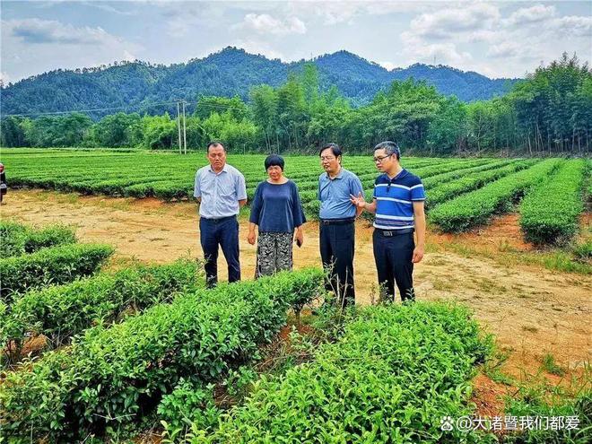 6686体育·(中国)官方网站【诸暨工匠】马亚平倾心尽力构筑“绿剑”茶叶梦想小镇(图6)